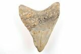 Fossil Megalodon Tooth - North Carolina #200647-1